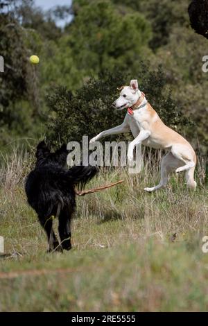Deux chiens croisés fous jouant et sautant avec bâton sur l'herbe Banque D'Images