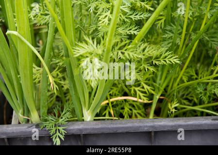 Carottes cultivées en conteneur et oignons de printemps poussant comme plantes compagnes dans un vieux réservoir d'eau en plastique désaffecté. Banque D'Images