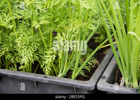 Carottes cultivées en conteneur et oignons de printemps poussant comme plantes compagnes dans deux vieux réservoir d'eau en plastique désaffecté. Banque D'Images