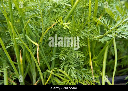 Carottes cultivées en conteneur et oignons de printemps poussant comme plantes compagnes dans un vieux réservoir d'eau en plastique désaffecté. Banque D'Images