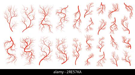 Veines rouges. Anatomie, artère veineuse sanguine. Arbre de vaisseaux sanguins du système circulatoire humain, capillaire de globe oculaire et collection de veines rouges de vecteur. Texture anatomique et médicale, aorte cardiaque et ensemble d'artères corporelles Illustration de Vecteur