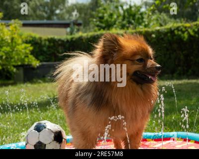 Chien Spitz dans une fontaine pour chien sur une pelouse verte. Le chien Spitz joue dans l'eau. Banque D'Images