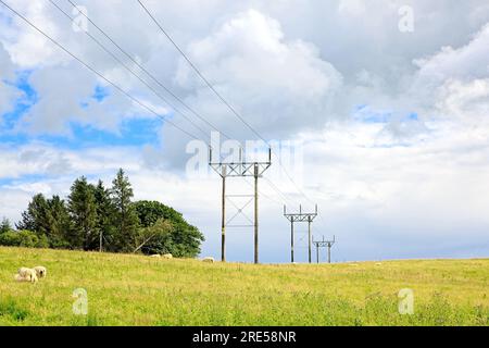 Rangée de câbles électriques sur des poteaux en bois traversant des terres agricoles écossaises Banque D'Images