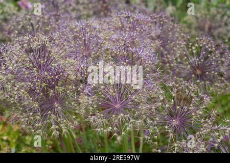 Têtes de graines d'été violettes de l'oignon ornemental Allium Christophii dans le jardin britannique juin Banque D'Images