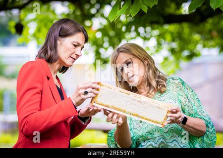 Hanovre, Allemagne. 25 juillet 2023. Miriam Staudte (Bündnis 90/Die Grünen, l), ministre de l'alimentation, de l'Agriculture et de la protection des consommateurs de Basse-Saxe, et Wiebke Langefeld, apiculteur, regardent les nids d'abeilles dans le jardin du ministère de l'Agriculture de Basse-Saxe. Le ministère obtient une troisième colonie d'abeilles. Crédit : Moritz Frankenberg/dpa/Alamy Live News Banque D'Images