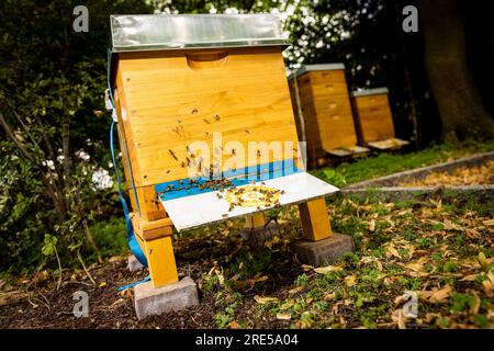 Hanovre, Allemagne. 25 juillet 2023. Les abeilles bourdonnent autour d'une ruche en bois dans le jardin du ministère de l'Agriculture de Basse-Saxe. Le ministère obtient une troisième colonie d'abeilles. Crédit : Moritz Frankenberg/dpa/Alamy Live News Banque D'Images