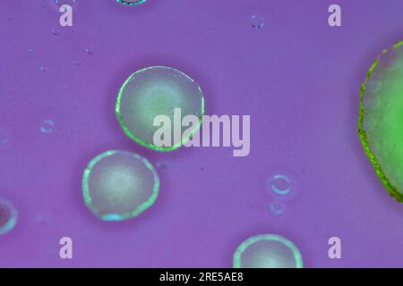bulles de fond de chimie abstraite. Bulles liquides fluorescentes sur fond violet, macro photo simulation de cellules et tissus organiques. Fluorescent Banque D'Images