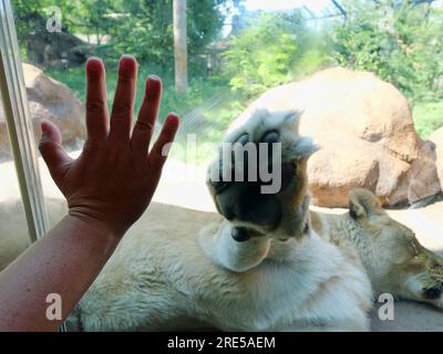 Topeka, Kansas - 22 juillet 2023 : Lion endormi au zoo Banque D'Images