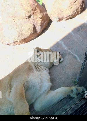 Topeka, Kansas - 22 juillet 2023 : Lion endormi au zoo Banque D'Images