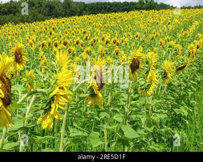 Tournesols dans le champ en été. Dans le comté de Maramures, Roumanie Banque D'Images