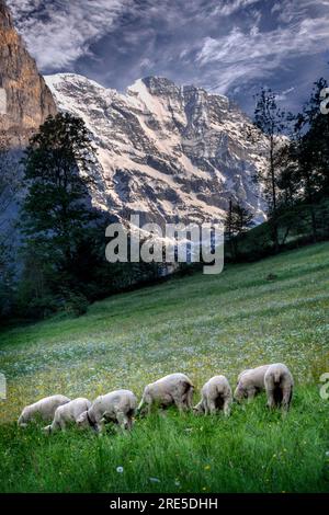 Pâturage des moutons dans les Alpes suisses dans la région de la Jungfrau dans la vallée de Lauterbrunnen. Banque D'Images