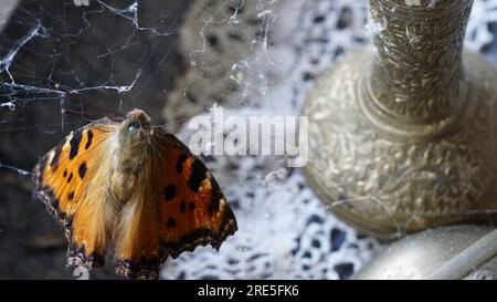 Un papillon mort dans une toile d'araignée. Un vase en métal à côté. Banque D'Images