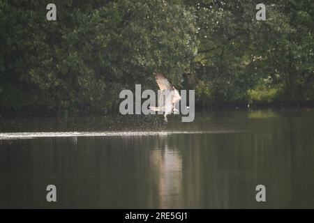 Balbuzard pêcheur Banque D'Images