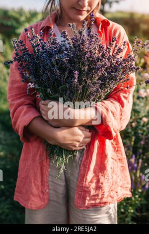 Gros plan de la récolte de lavande. Jardinier tient le paquet avec des herbes. Femme cueillit bouquet de fleurs violettes dans le jardin d'été Banque D'Images