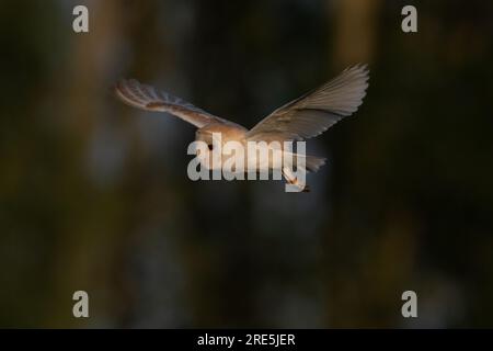 Barn Owl en vol - chasse Banque D'Images