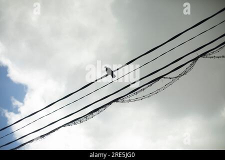 Oiseau assis sur des fils. Fil sur fond de ciel. Oiseau assis seul sur la corde. Quatre fils. Banque D'Images