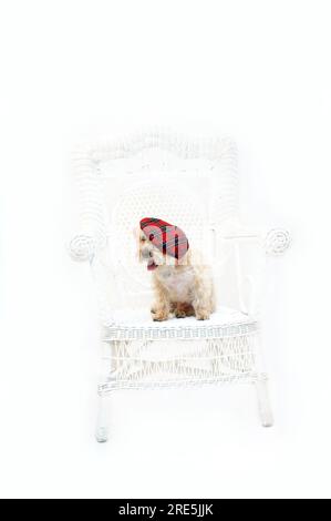 Adorable Silkypoo, terrier soyeux et caniche mélange, assis sur une chaise en osier blanc dans une pièce entièrement blanche. Elle porte un tam à carreaux rouges. Banque D'Images