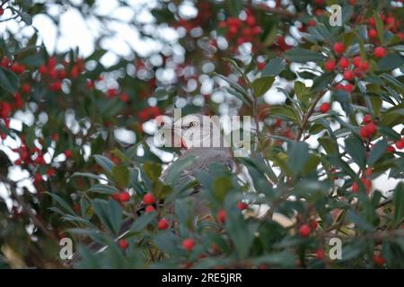 Northern Mockingbird dans l'arbre houx regardant le spectateur Banque D'Images