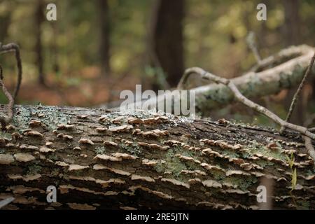 Les champignons de plateau et les lichens colonisent le tronc d'arbre tombé dans la forêt Banque D'Images