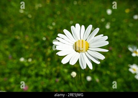 Daisy Banque D'Images