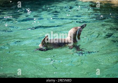 Manchot de Humboldt natation Banque D'Images