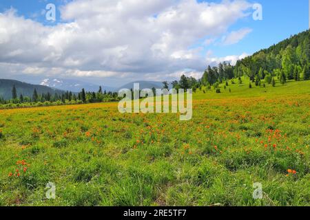 Beaucoup de fleurs orange vif sur le pré dans la vallée de montagne - globe-fleurs (Trollius asiaticus) comme petites roses oranges. Montagnes avec des taches de neige Banque D'Images