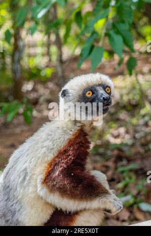 Gros plan d'un sifaka dans son environnement naturel dans la forêt tropicale d'Andasibe sur l'île Madagascar, verticale Banque D'Images