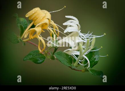 Chèvrefeuille japonaise (Lonicera japonica) une plante vinicole ligneuse commune dans les climats tempérés avec des feuilles ovales vertes et des fleurs blanches virant au jaune. Banque D'Images