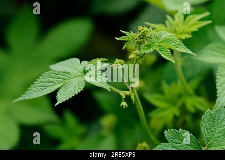Le houblon japonais (Humulus japonicus) également connu sous le nom de houblon sauvage ou houblon japonais est une plante ornementale envahissante de la famille des Cannabaceae. Banque D'Images