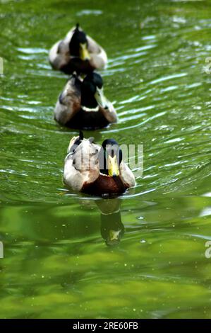 Groupe d'illustrer les colverts mâles dit conceptuel de 'ducks consécutives.' comme ils nagent dans la formation d'un lac. Banque D'Images