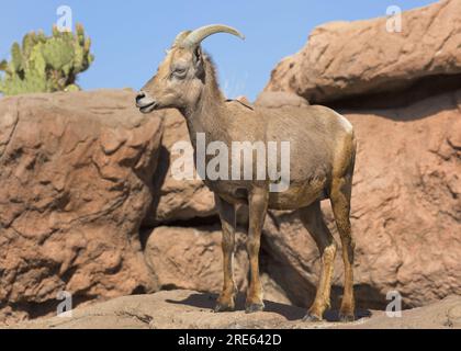 Brebis en captivité (Ovis canadensis), Arizona-Sonora Desert Museum Banque D'Images