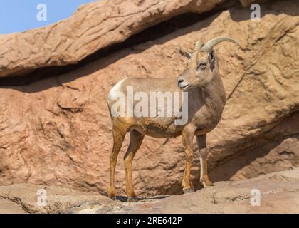 Brebis en captivité (Ovis canadensis), Arizona-Sonora Desert Museum Banque D'Images