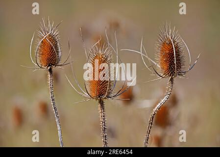 Fleur sauvage d'automne, thé sauvage (Dipsacus Fullonum) avec fond naturel flou. Banque D'Images