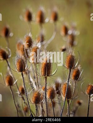 Fleur sauvage d'automne, thé sauvage (Dipsacus Fullonum) avec fond naturel flou. Banque D'Images