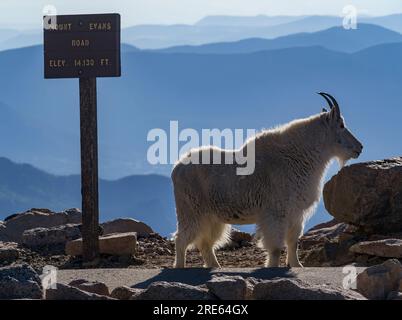 Un panneau à la fin de la route du mont Evans dans le Colorado avec une chèvre rocheuse (Oreamnos americanus). Banque D'Images