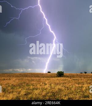 La foudre d'une tempête de mousson naine des arbres de mesquite matures sur les prairies de la zone de conservation nationale de Las Cienegas, Sonoita, Arizona, États-Unis Banque D'Images