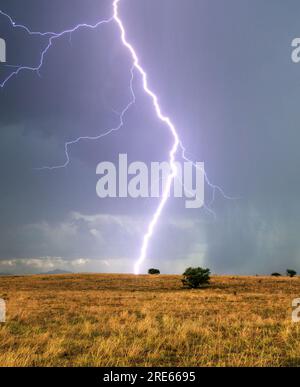 La foudre d'une tempête de mousson naine des arbres de mesquite matures sur les prairies de la zone de conservation nationale de Las Cienegas, Sonoita, Arizona, États-Unis Banque D'Images