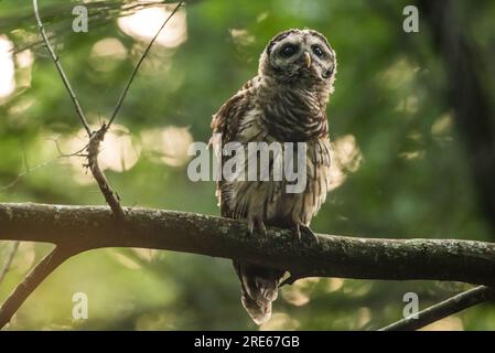 Un jeune hibou barré naissant (Strix varia) dans la forêt en Caroline du Nord à l'heure d'or du soir. Banque D'Images