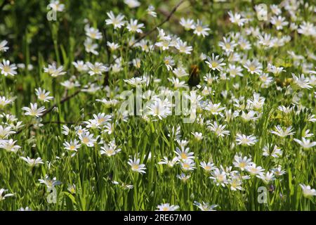 Printemps dans la forêt sauvage fleur Stellaria holostea Banque D'Images