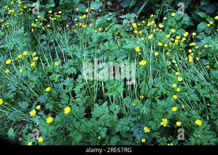 Le Buttercup rampant (Ranunculus repens) pousse parmi les herbes sauvages Banque D'Images