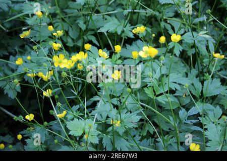 Le Buttercup rampant (Ranunculus repens) pousse parmi les herbes sauvages Banque D'Images