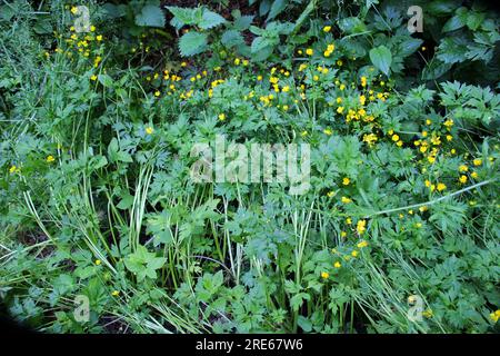 Le Buttercup rampant (Ranunculus repens) pousse parmi les herbes sauvages Banque D'Images