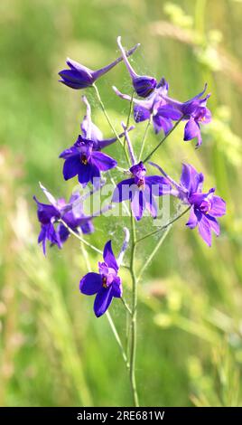 Consolia regalis fleurit dans le champ parmi les cultures Banque D'Images