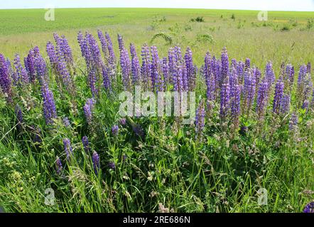 Le lupin à feuilles multiples (Lupinus polyphyllus) pousse à l'état sauvage dans un pré Banque D'Images