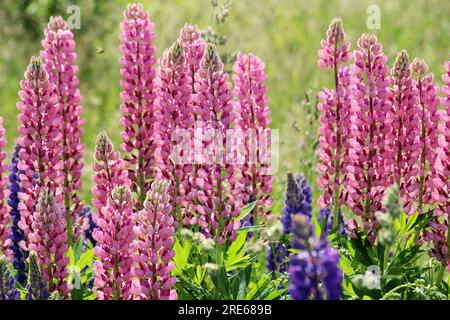 Le lupin à feuilles multiples (Lupinus polyphyllus) pousse à l'état sauvage dans un pré Banque D'Images