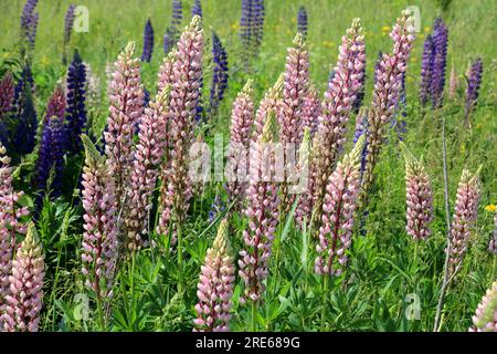 Le lupin à feuilles multiples (Lupinus polyphyllus) pousse à l'état sauvage dans un pré Banque D'Images