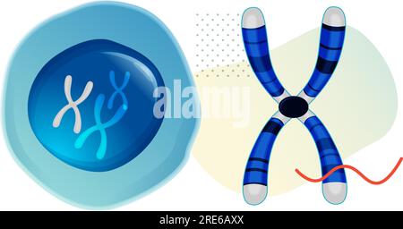 Chromosome - molécule d'ADN longue avec protéines - Illustration stock comme fichier EPS 10 Illustration de Vecteur