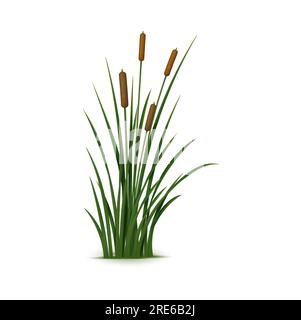 Roseau, carreau et herbe réalistes. Plante vecteur isolée 3d également connue sous le nom de Phragmites, est une herbe haute et vivace que l'on trouve couramment dans les zones humides et le long des bords des étangs et des ruisseaux Illustration de Vecteur