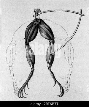 Illustration d'expériences de Luigi Galvani, physicien et médecin italien (1737 - 1798) expliquant le passage du courant électrique déplaçant les pattes d'une grenouille. Banque D'Images