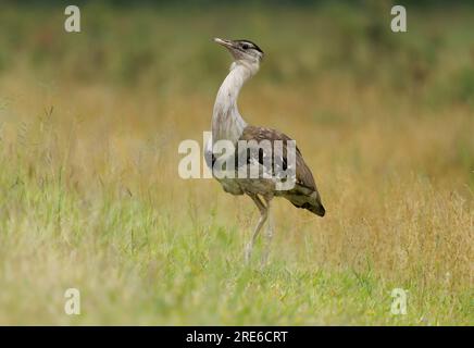 Outarde australienne - Ardeotis australis Grand oiseau vivant au sol commun dans les prairies, les bois et le pays agricole ouvert à travers le nord de l'Australie Banque D'Images